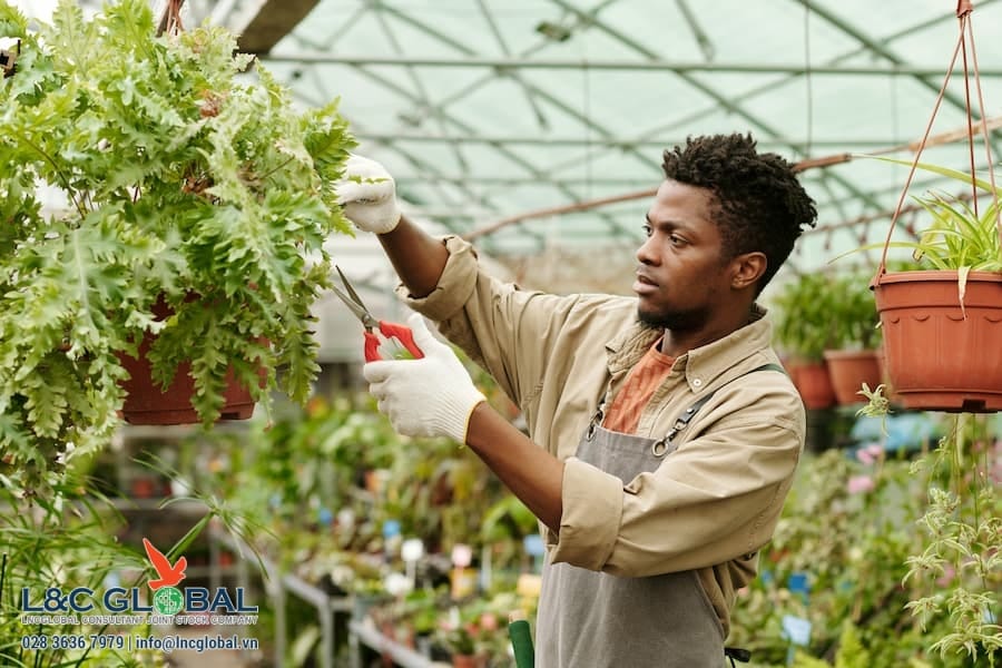 Chương trình thí điểm mới ở BC giúp tuyển dụng lao động Canada ngành nông nghiệp thời vụ trong nước