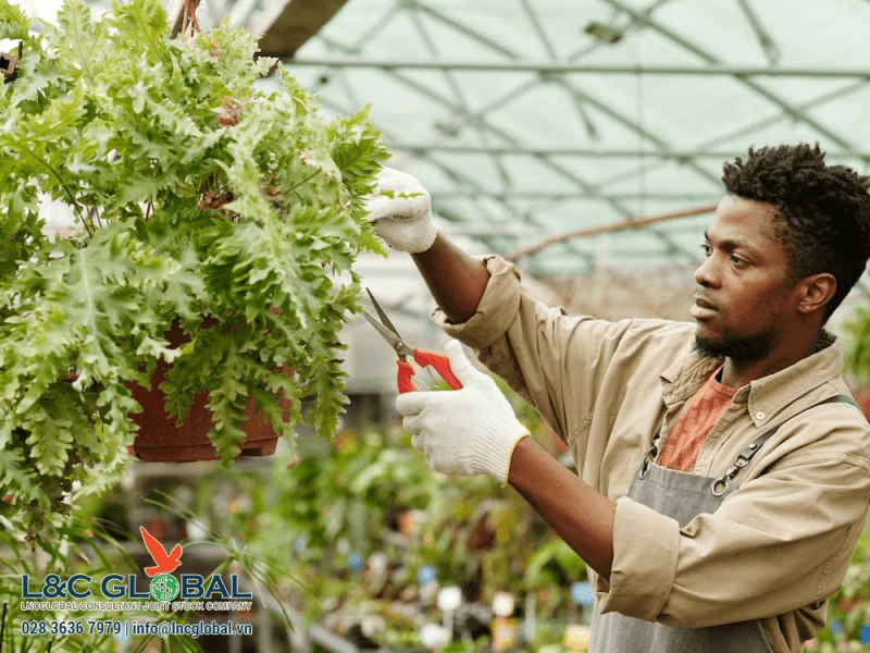 Làm việc tại Canada bằng nghề nhân viên nông trại - L&C Global