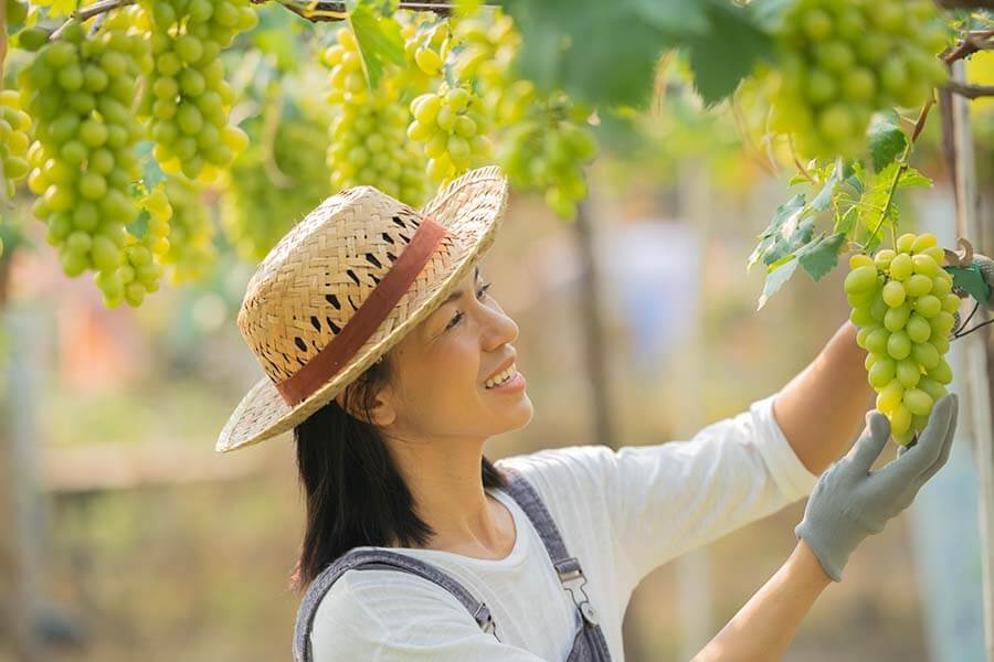 Nhân viên nông trại tại Canada L&C Global