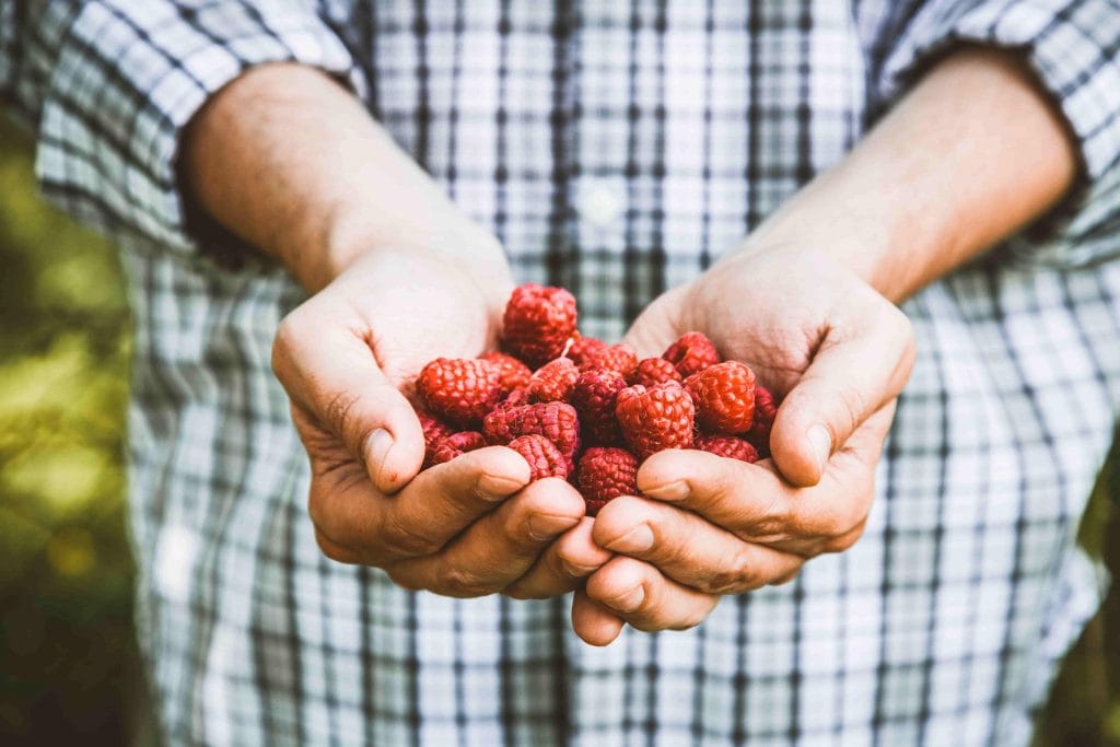 Chính phủ tài trợ chương trình trồng mâm xôi ở BC lên đến 300.000 đô la L&C Global